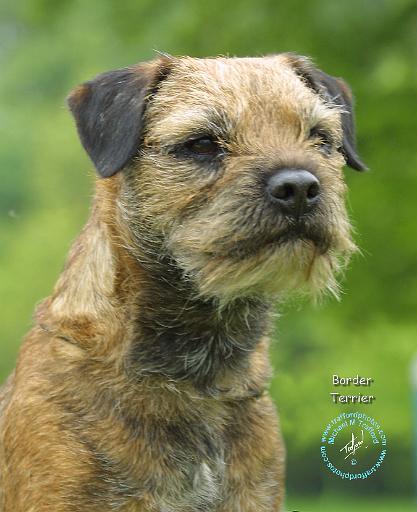 Border Terrier 8T087D-07.JPG